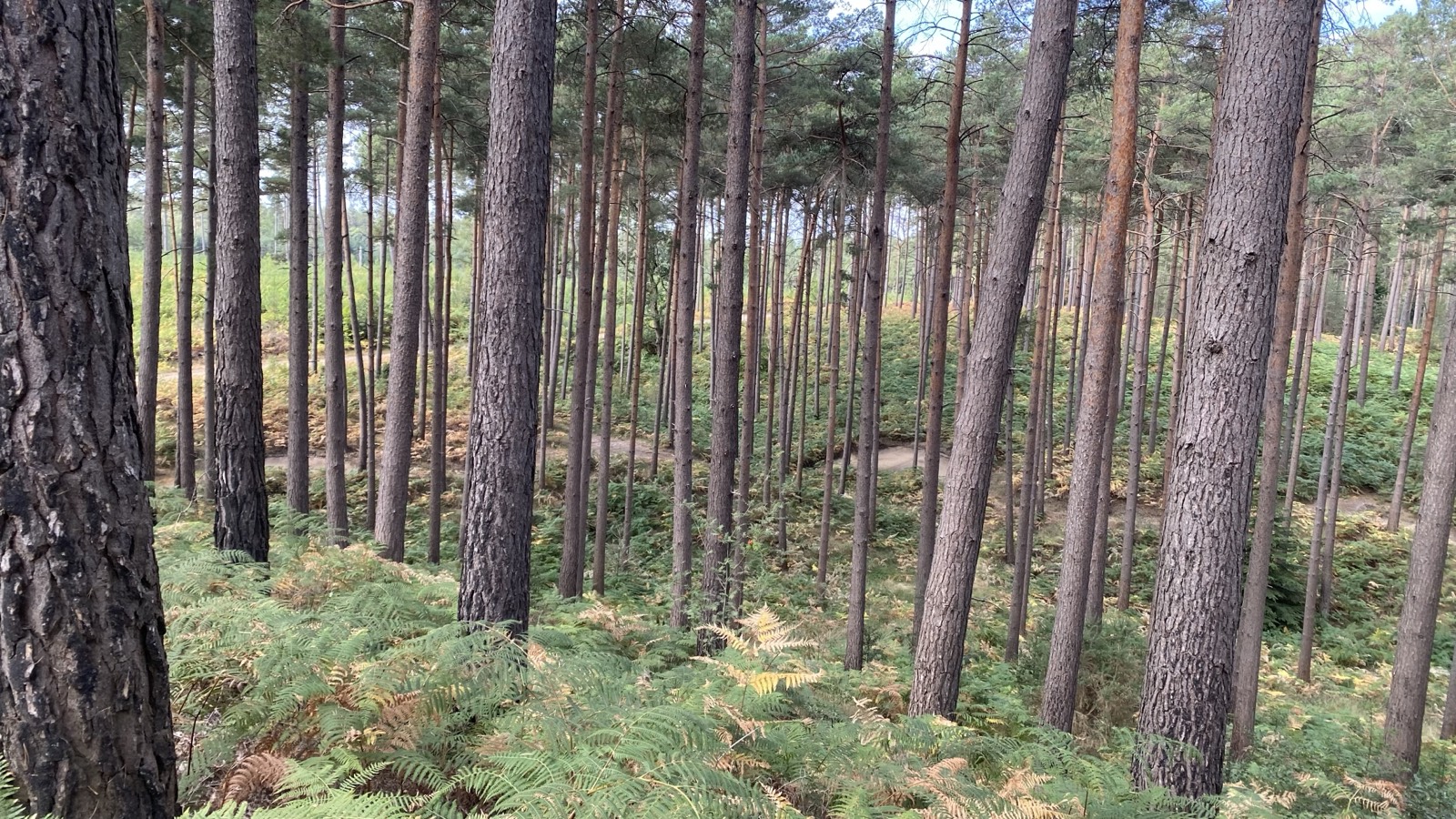 Swinley Forrest intermediate blue trail trail photo 2