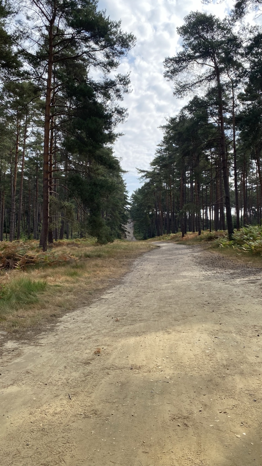 Swinley Forrest intermediate blue trail trail photo 1