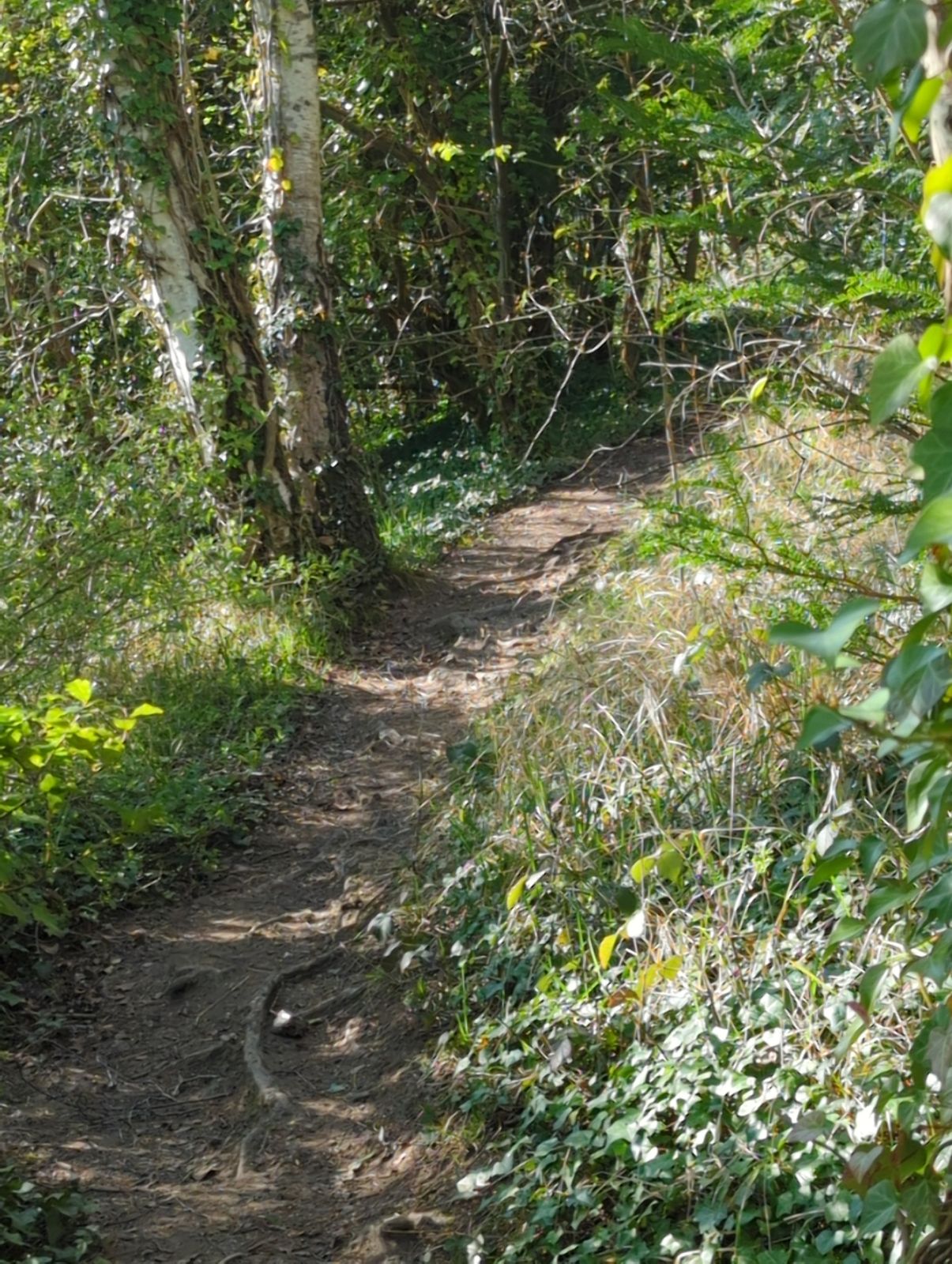 Henley Run trail photo 4