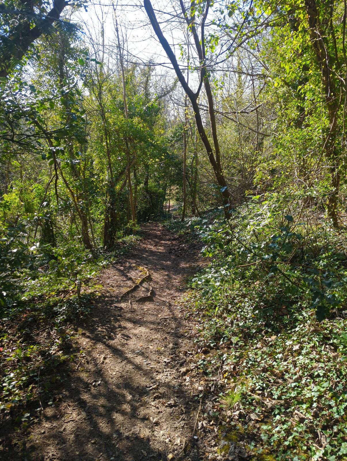 Henley Run trail photo 3