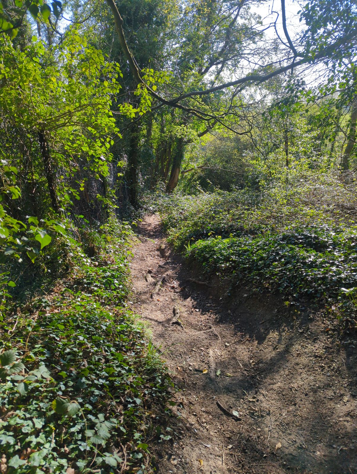 Henley Run trail photo 5