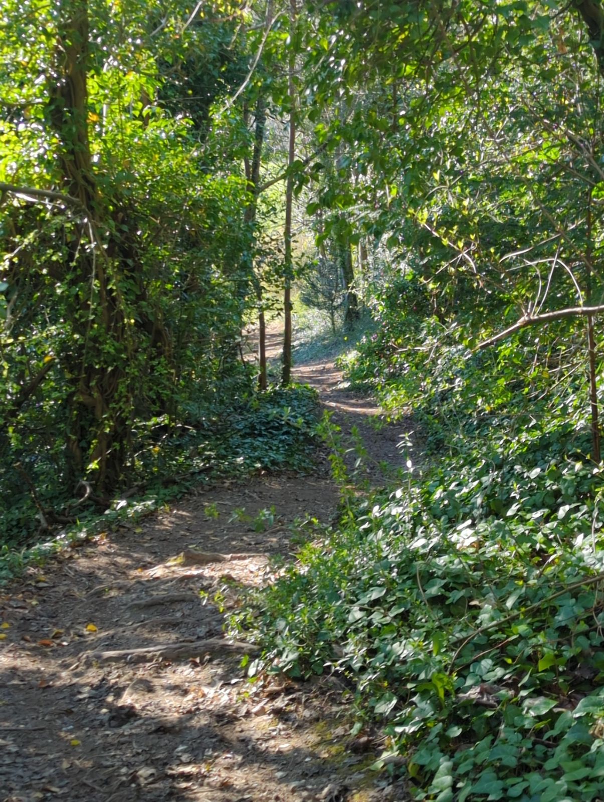 Henley Run trail photo 2