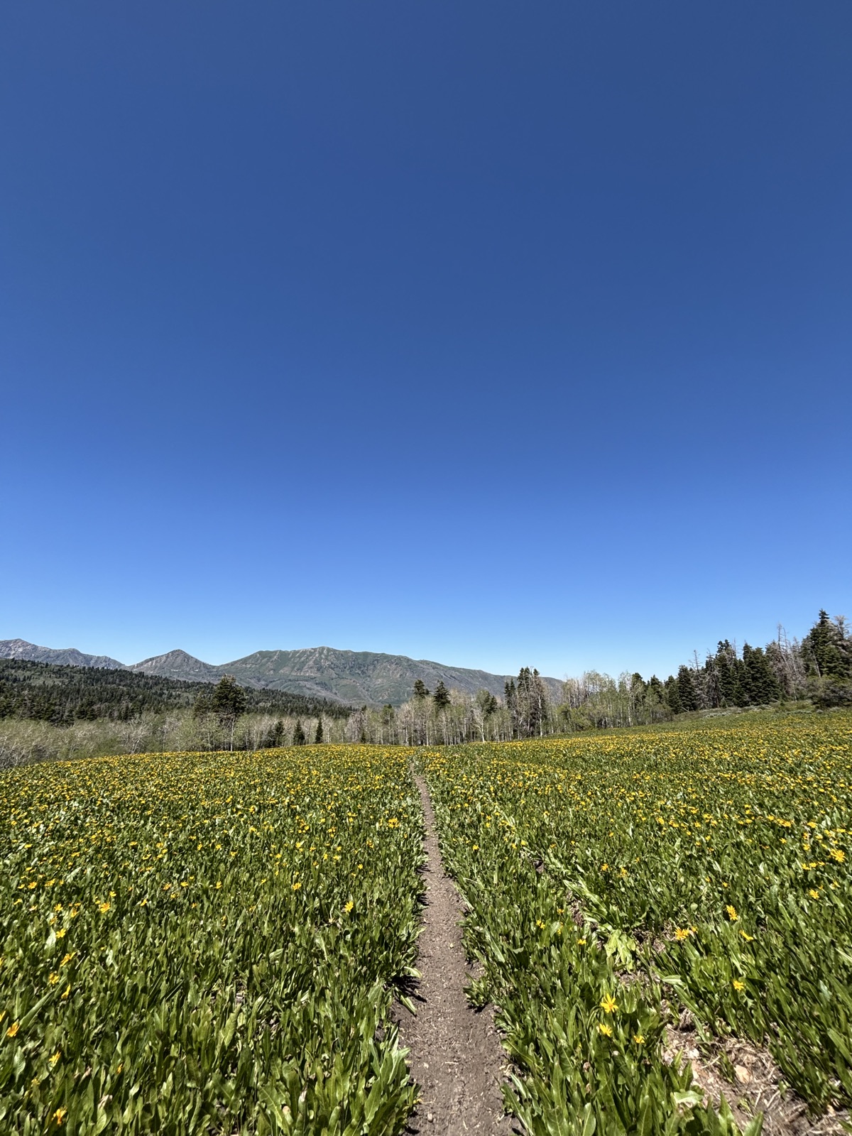 Blackhawk Trail trail photo 1