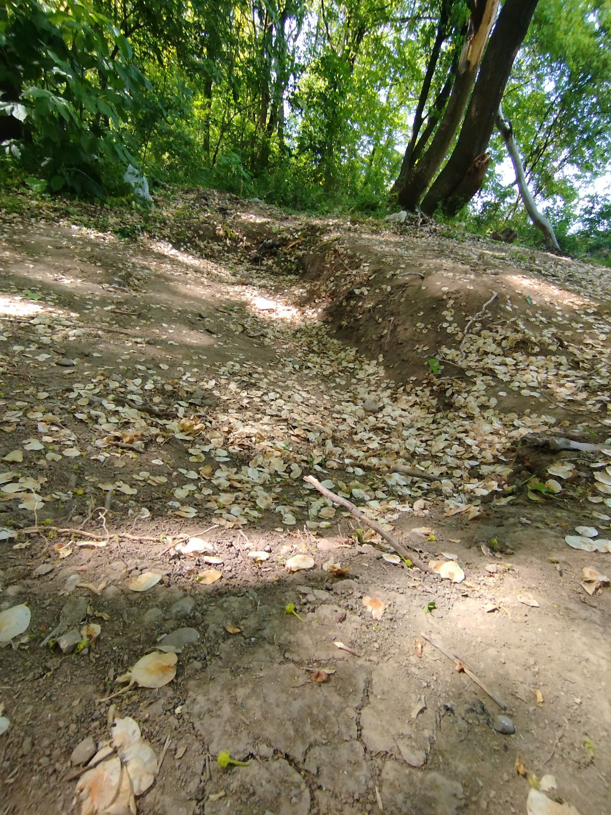 Koviljuše Trail trail photo 3