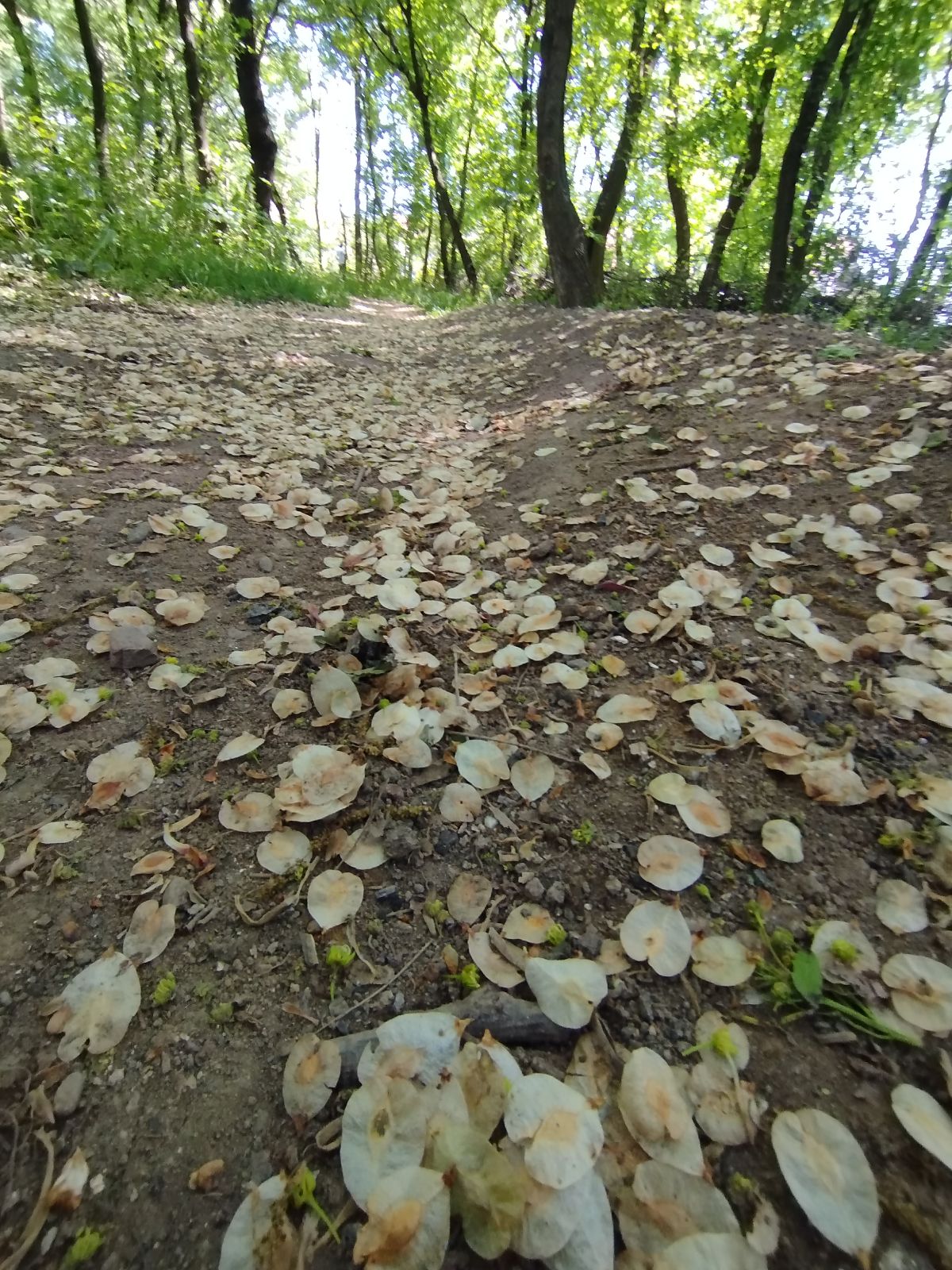 Koviljuše Trail trail photo 4