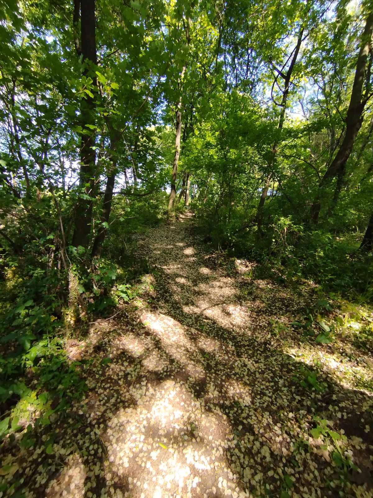 Koviljuše Trail trail photo 5