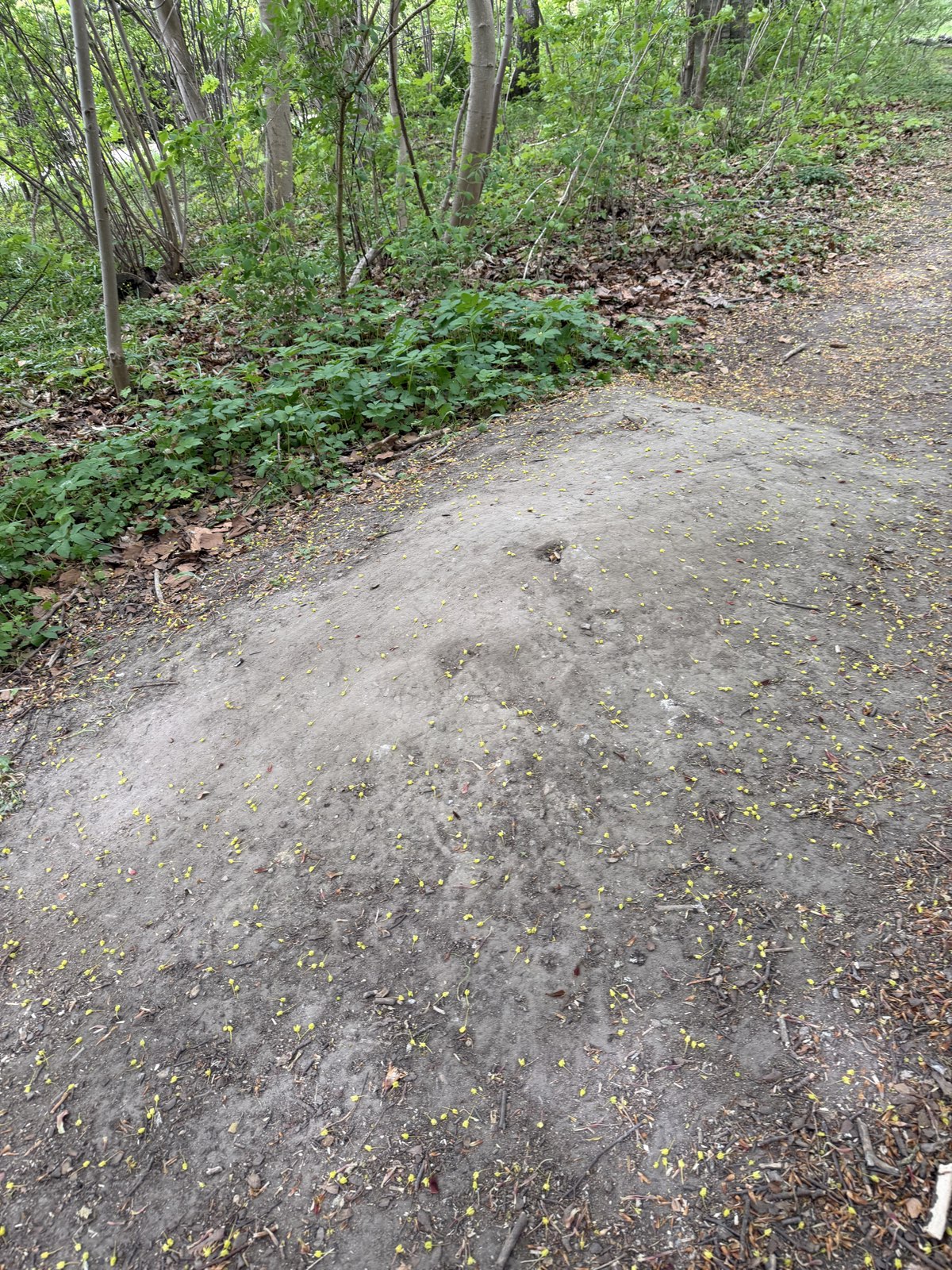 Svanetorp skogen mtb park trail photo 5