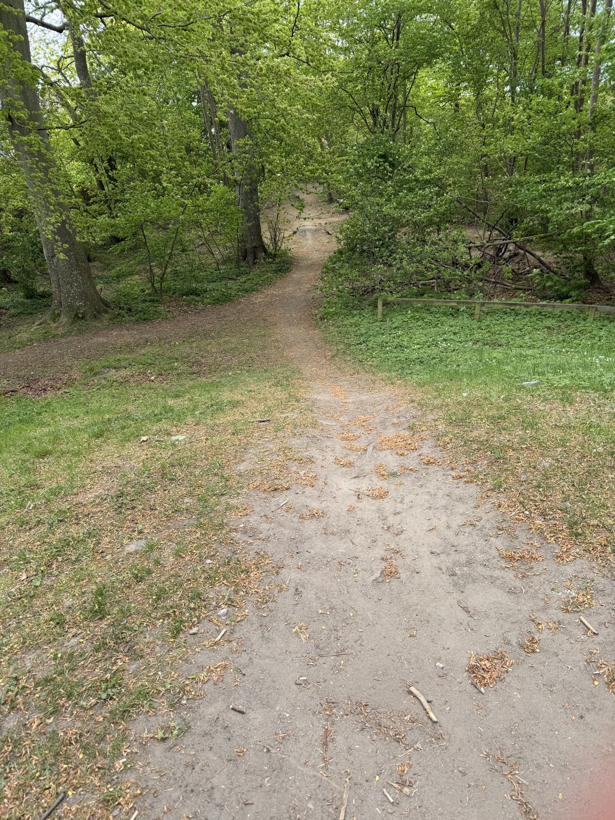 Svanetorp skogen mtb park trail photo 1