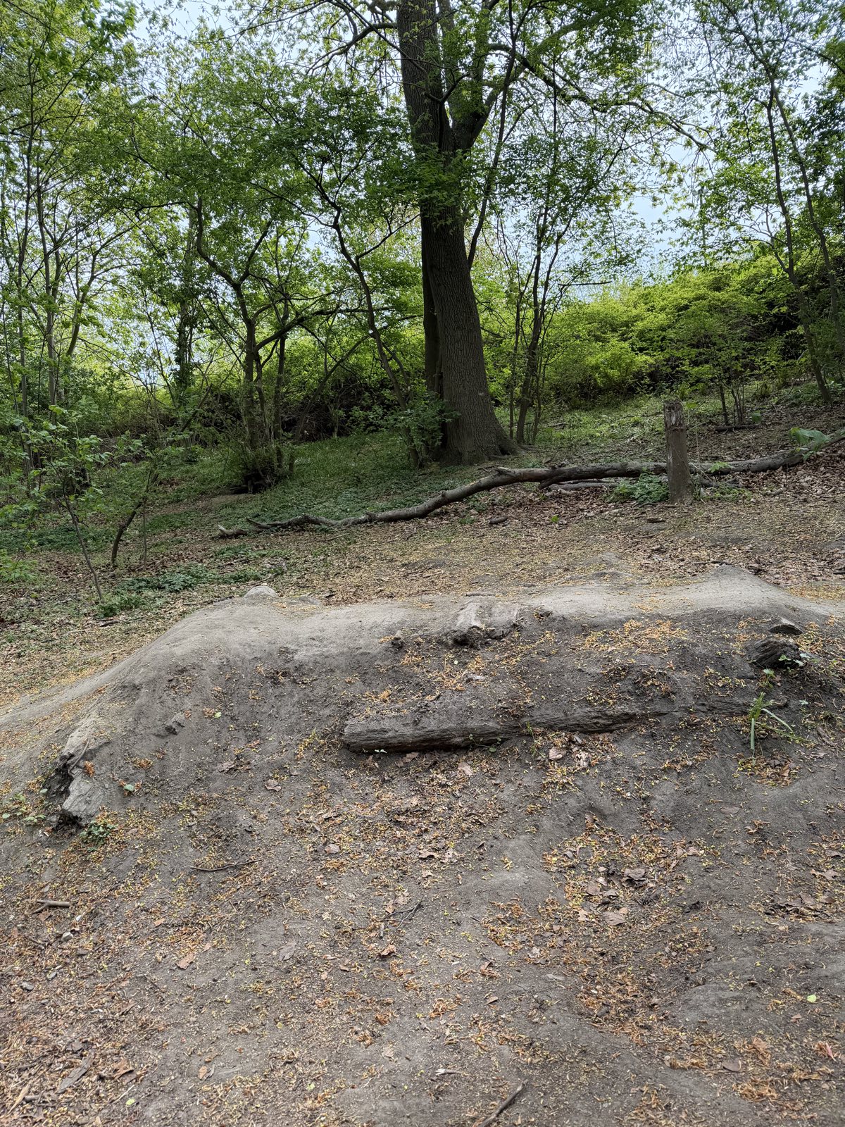 Svanetorp skogen mtb park trail photo 2