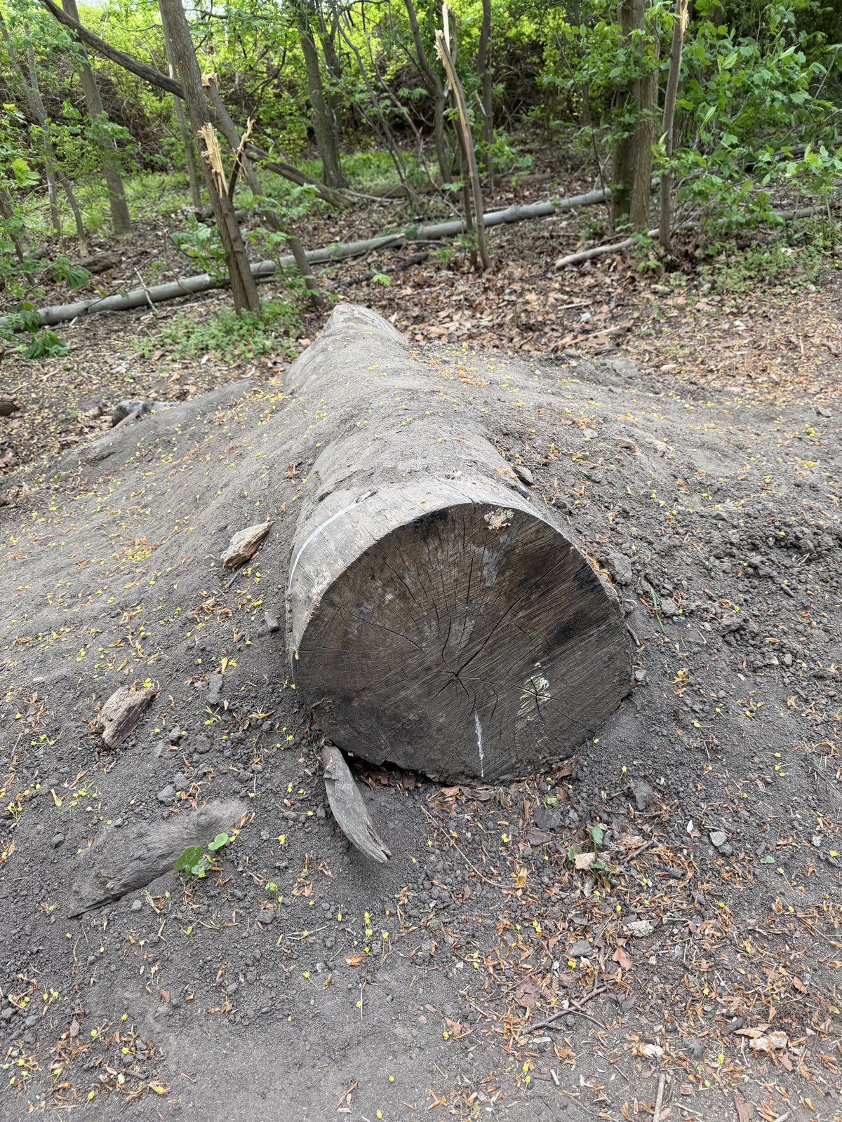 Svanetorp skogen mtb park trail photo 3