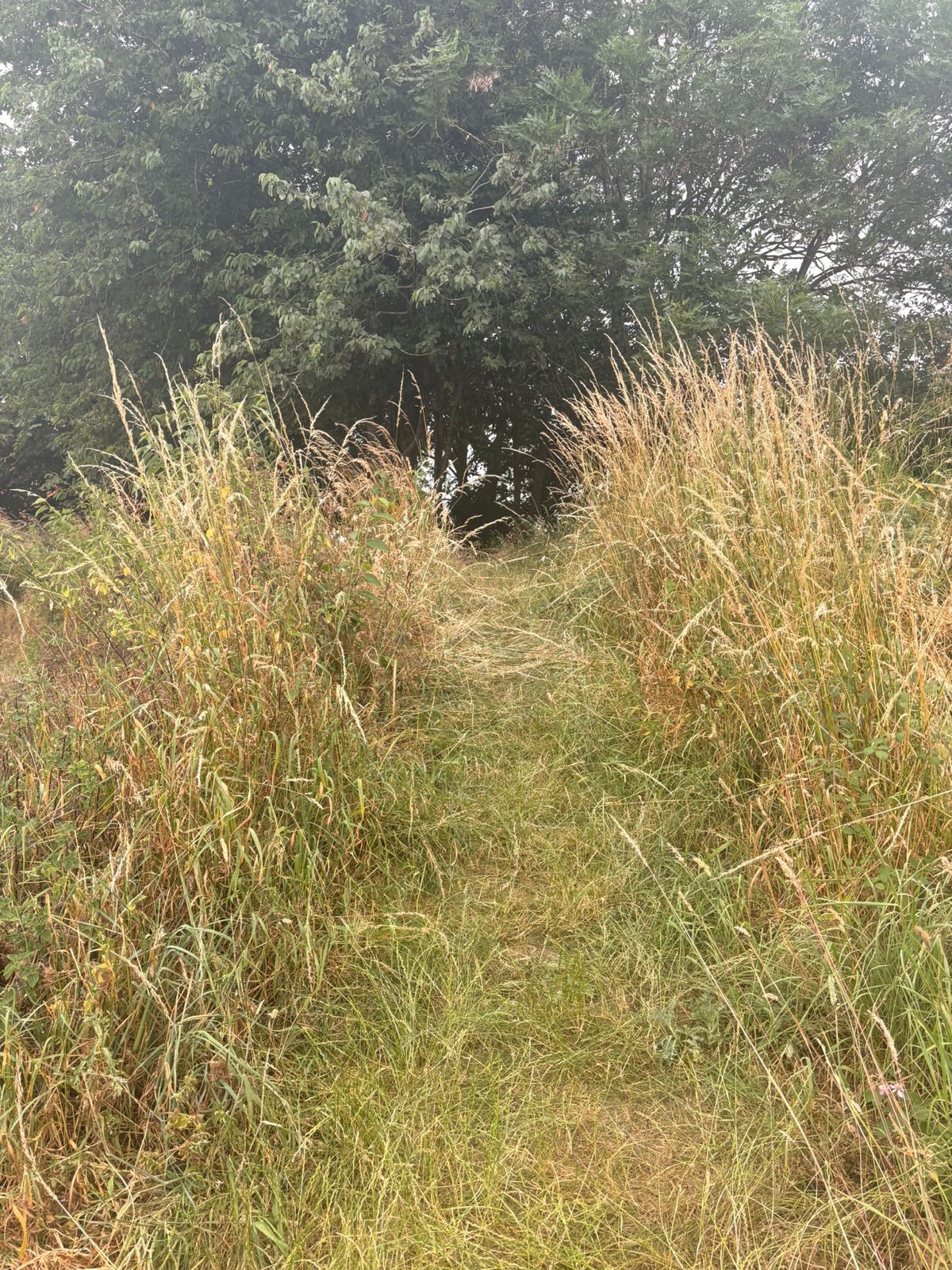 Mini hill trail trail photo 1