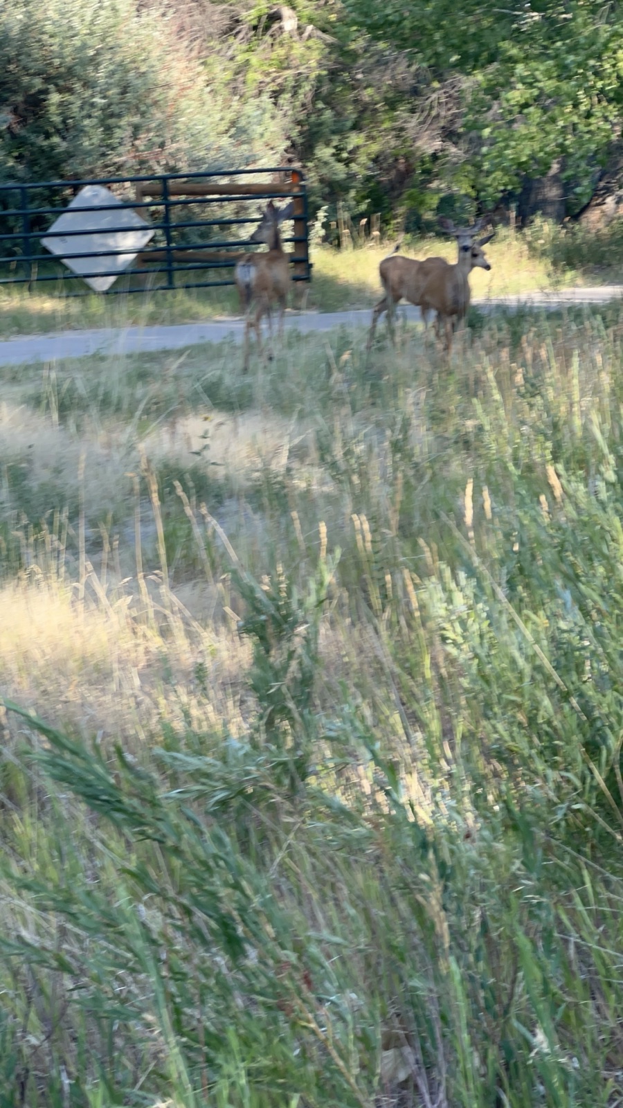 Dot segment 11: east/west regional trail to cherry creek trail trail photo 5