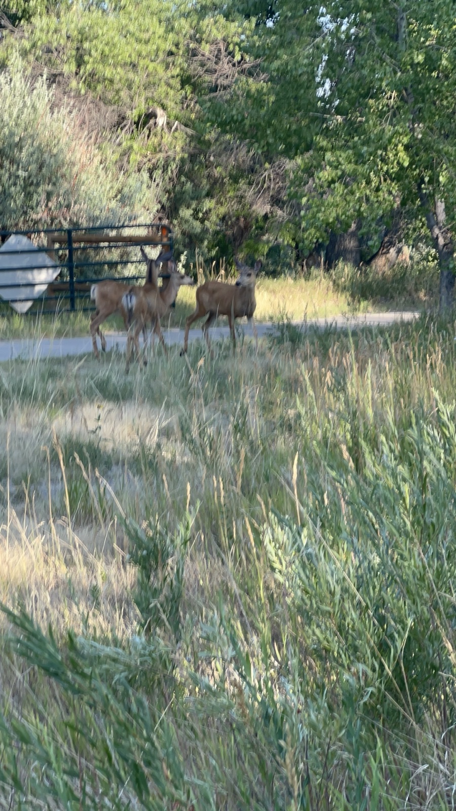 Dot segment 11: east/west regional trail to cherry creek trail trail photo 2