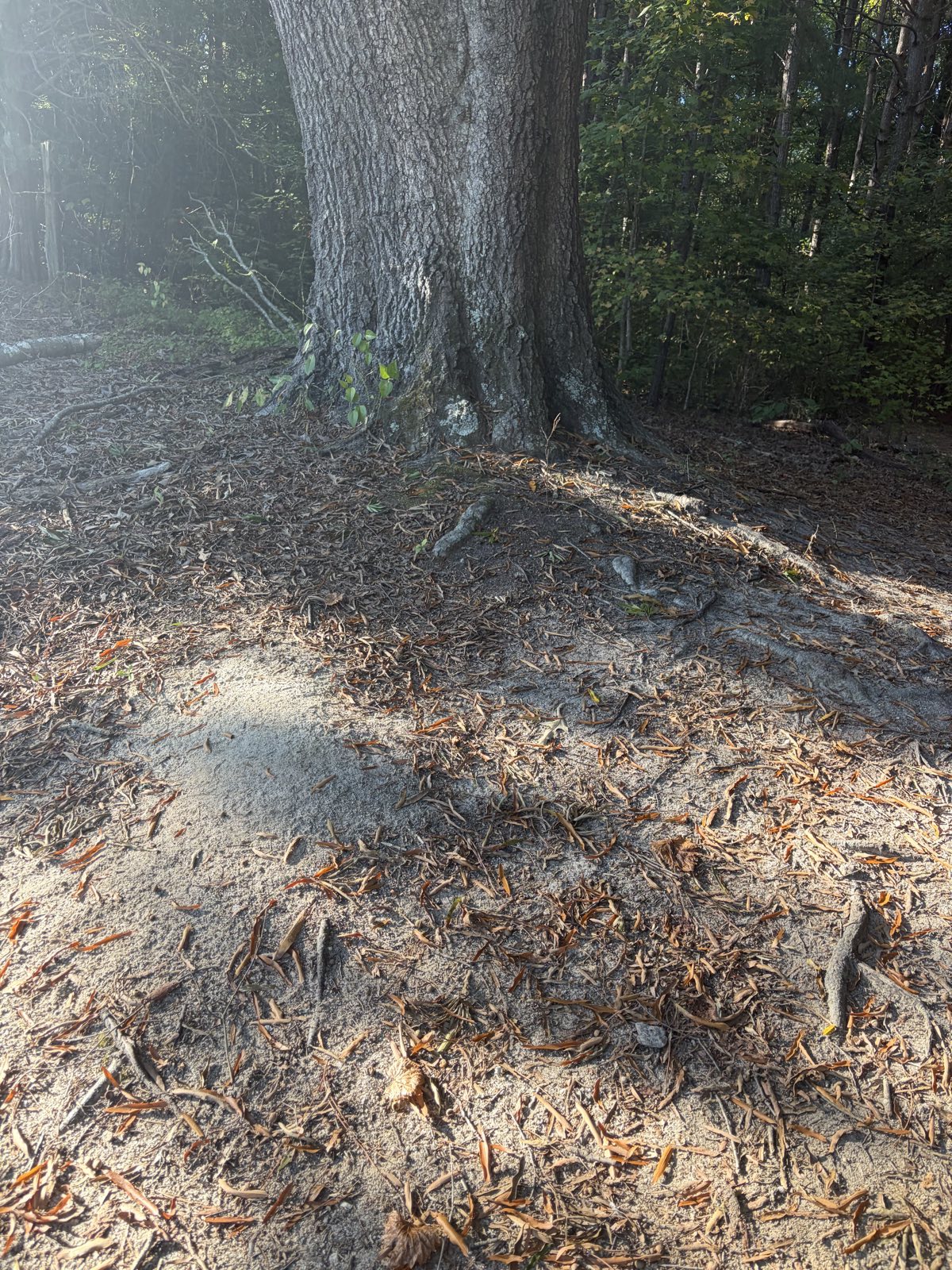 The Loop trail photo 3