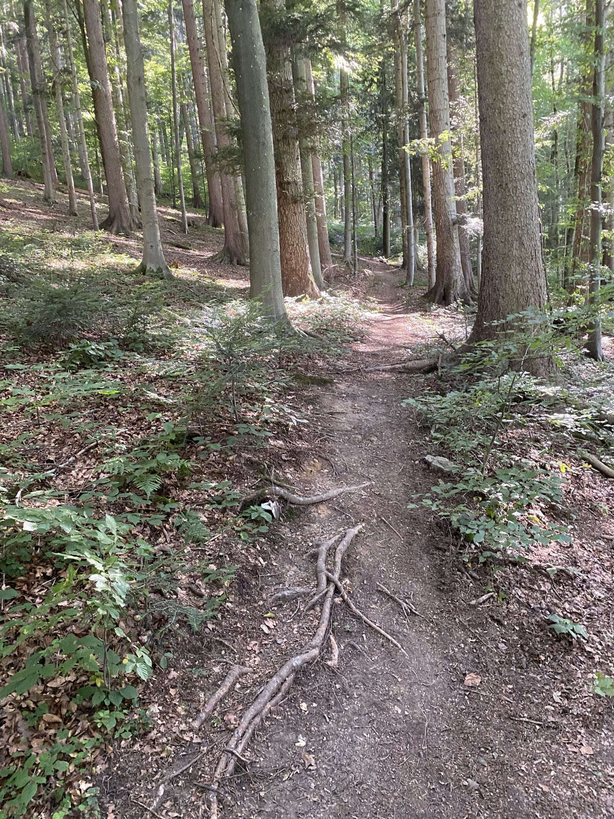 Hainzenhöhe FreeRide Line trail photo 5