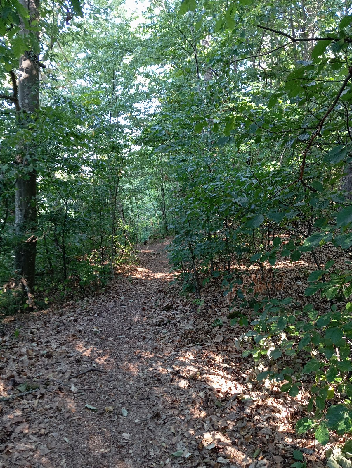 Unnamed Trail trail photo 2