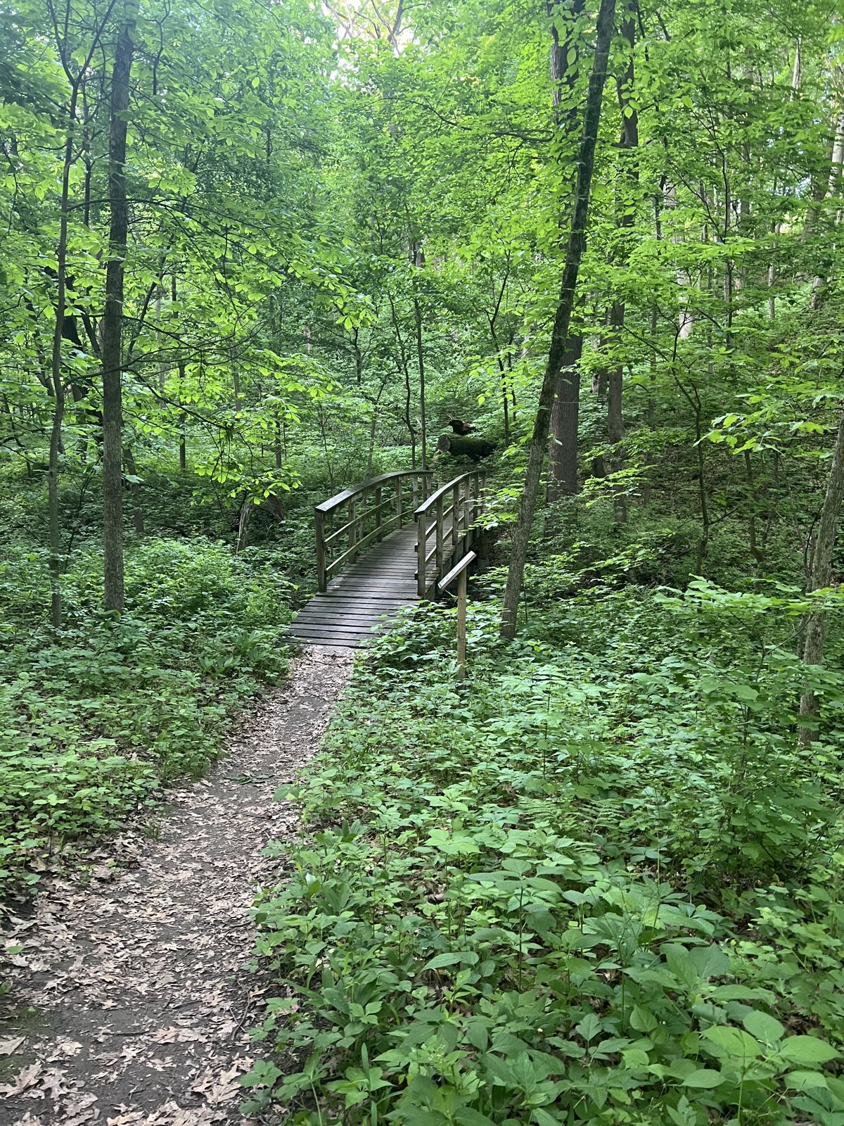 Oakely dokely  trail (green) and loam ranger trail (blue) trail photo 3