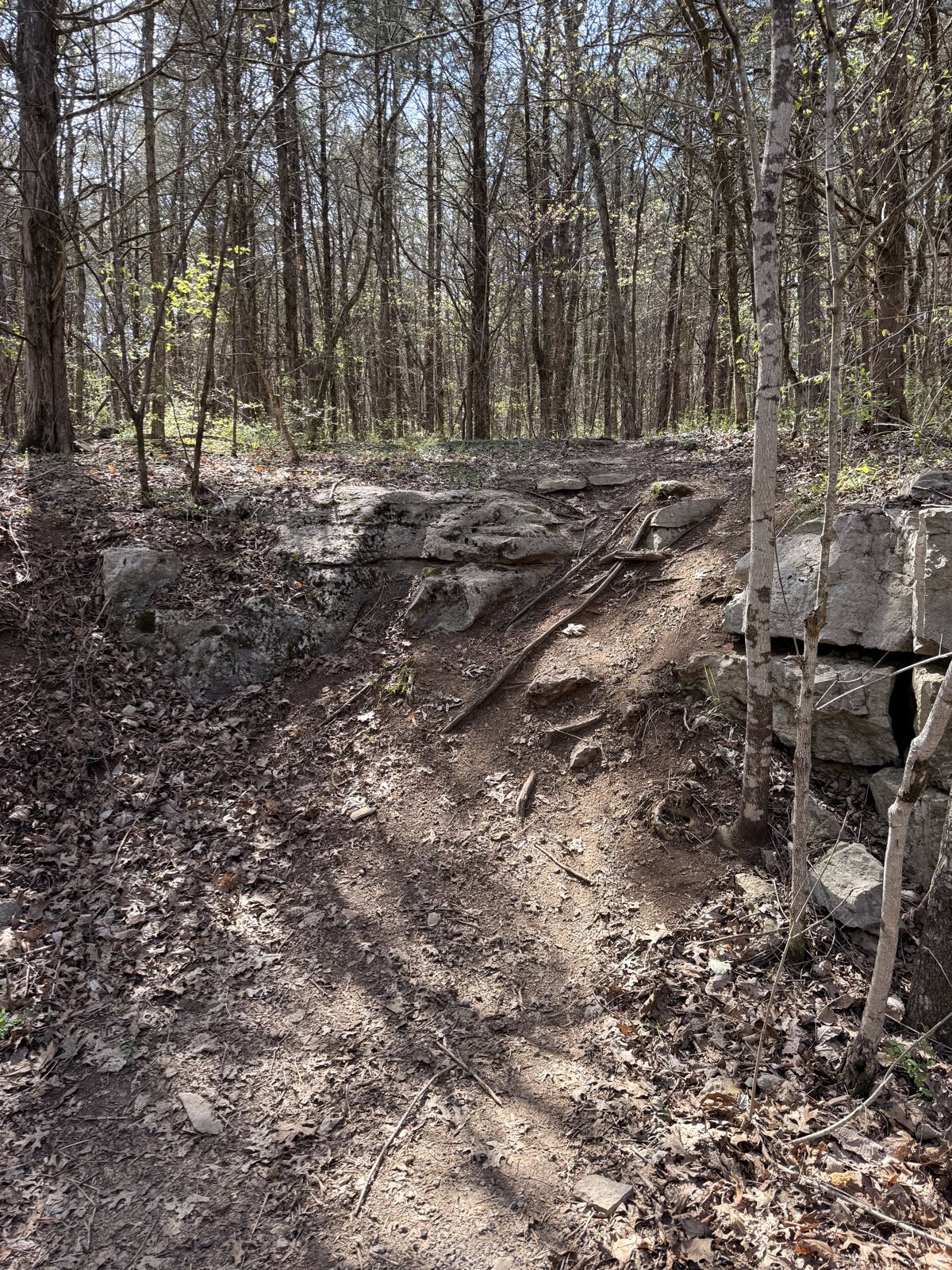 Jones Mill MTB Trail trail photo 2