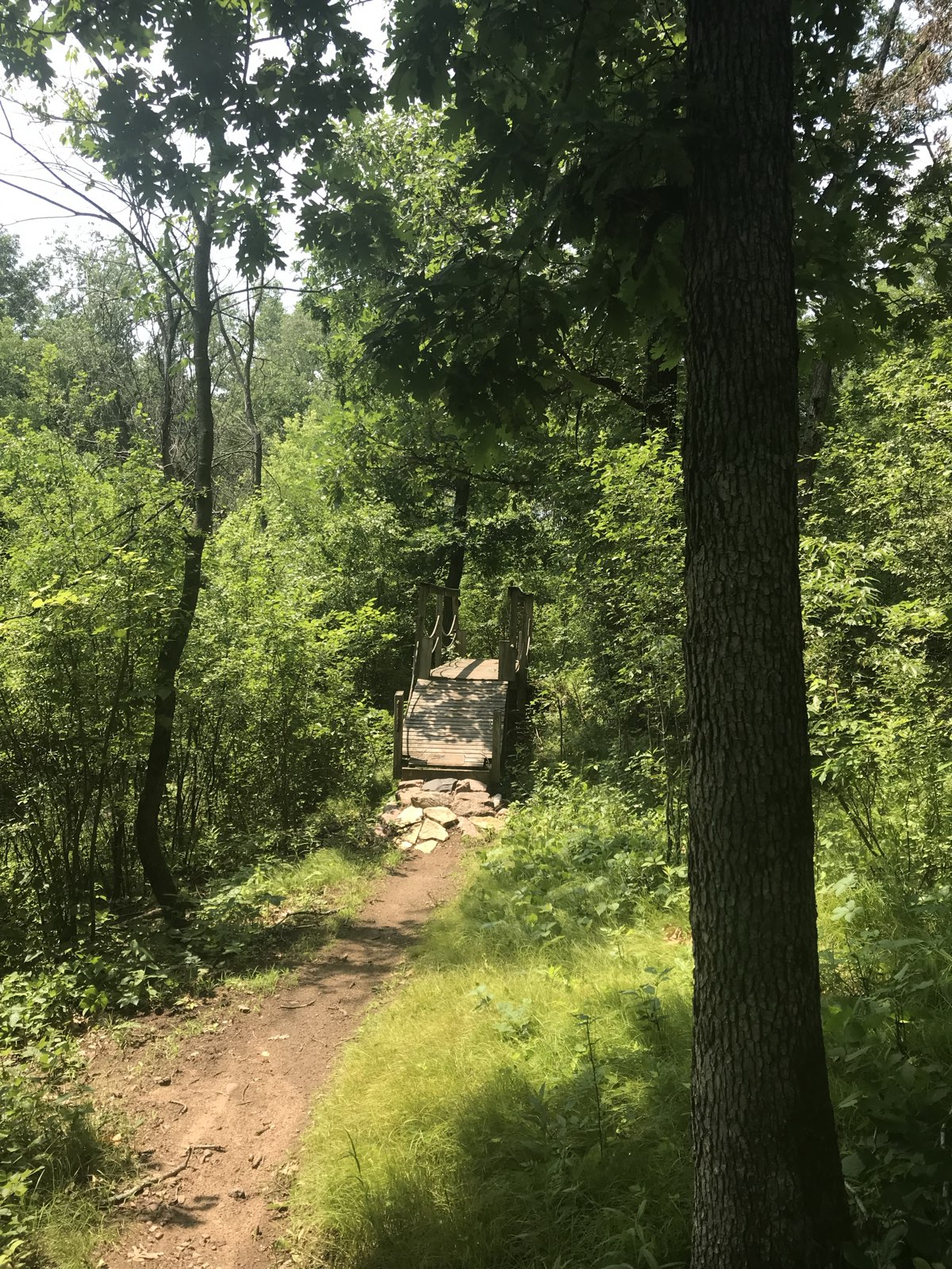 Hillside Singletrack trail photo 3