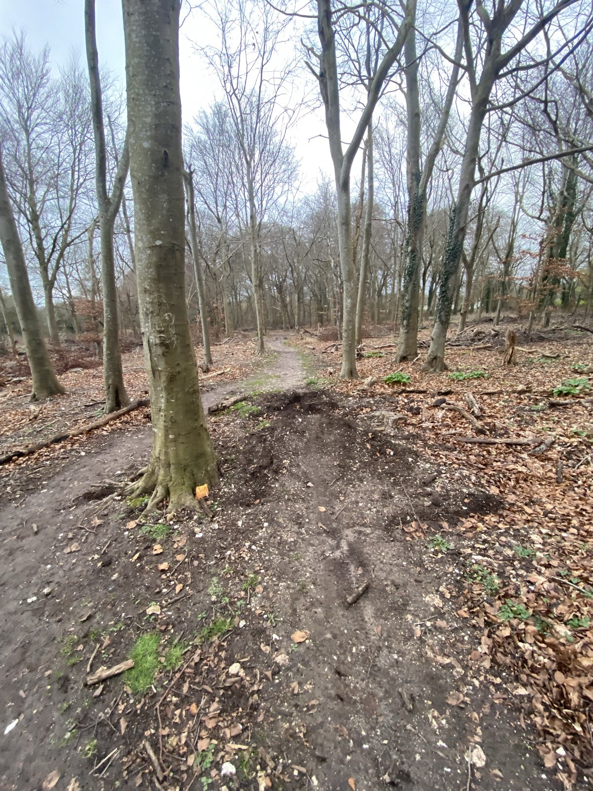 Kiwi jumps trail photo 5