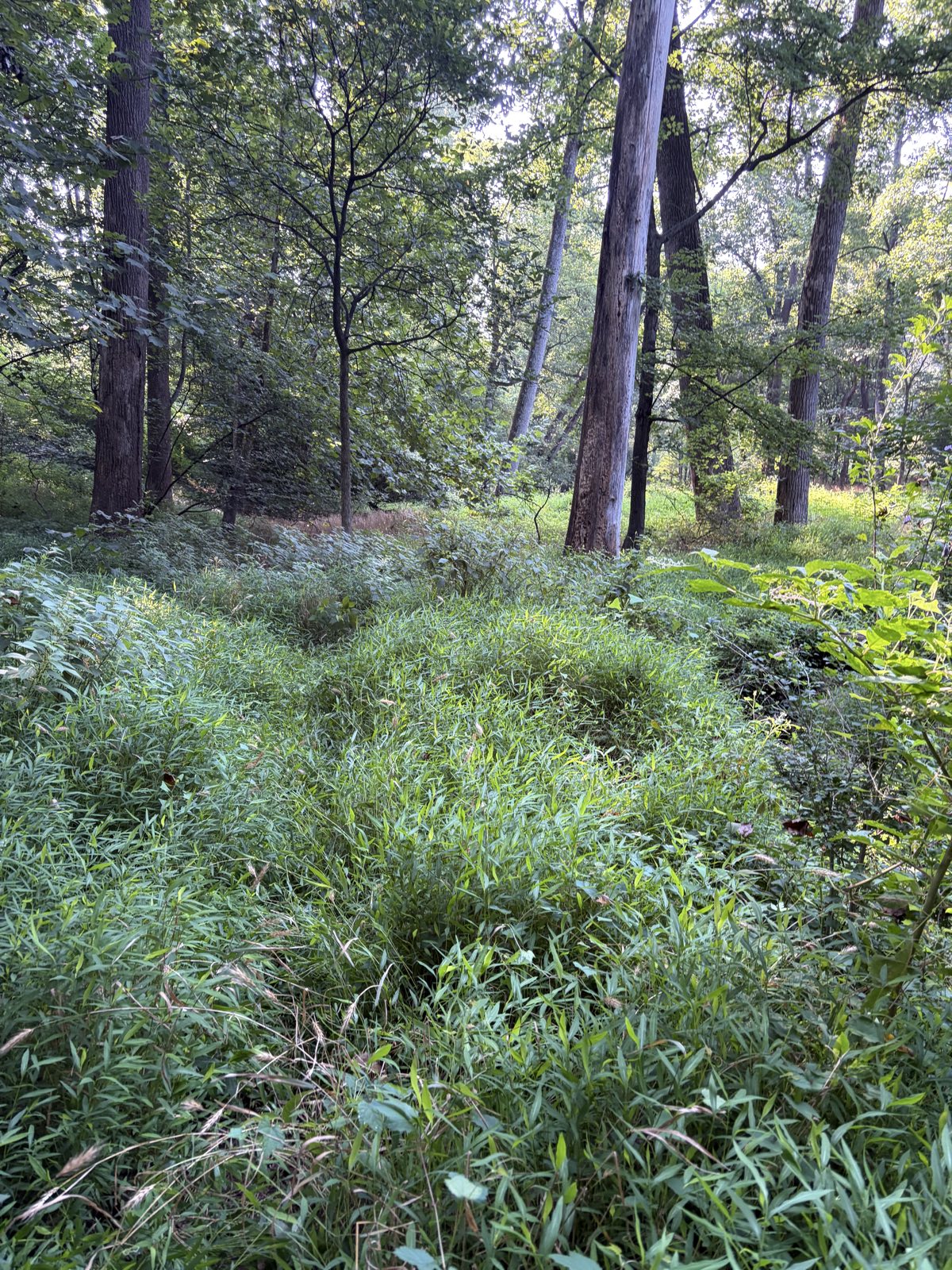 Rough Woods Trail trail photo 2