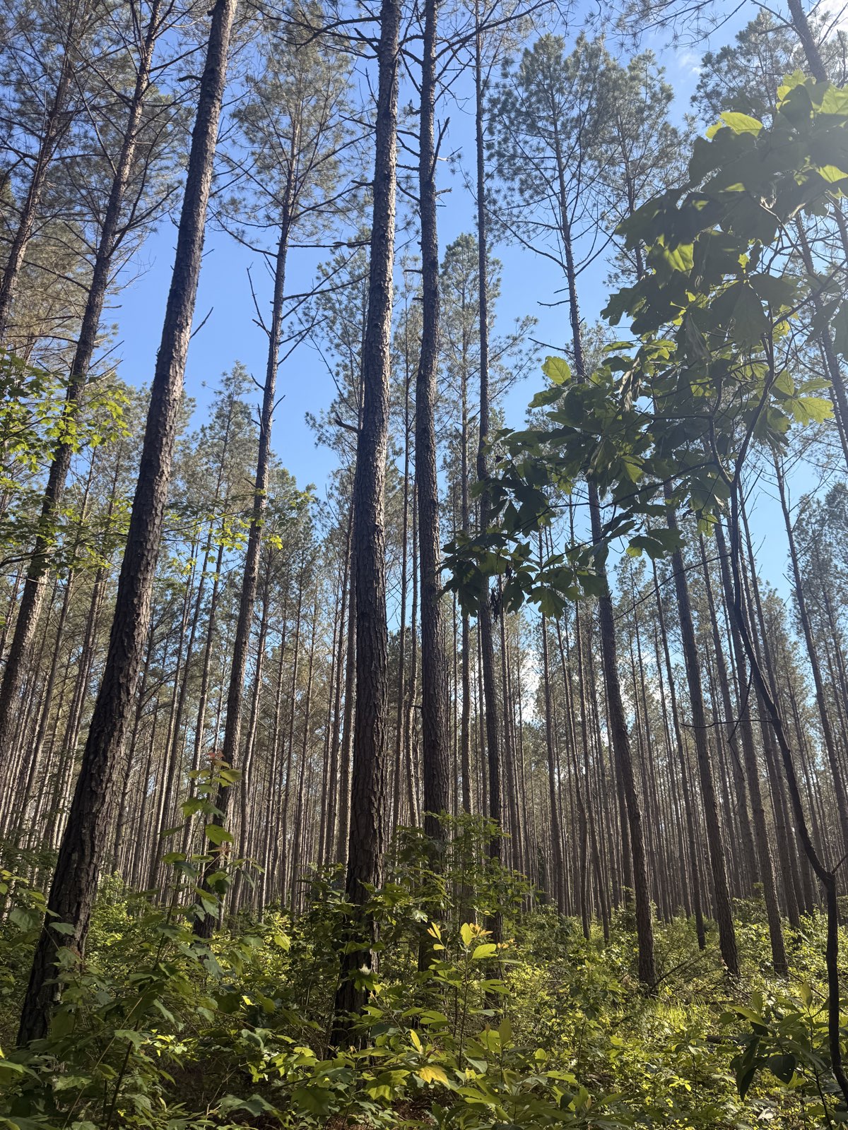 AEDC MTB Trail trail photo 4