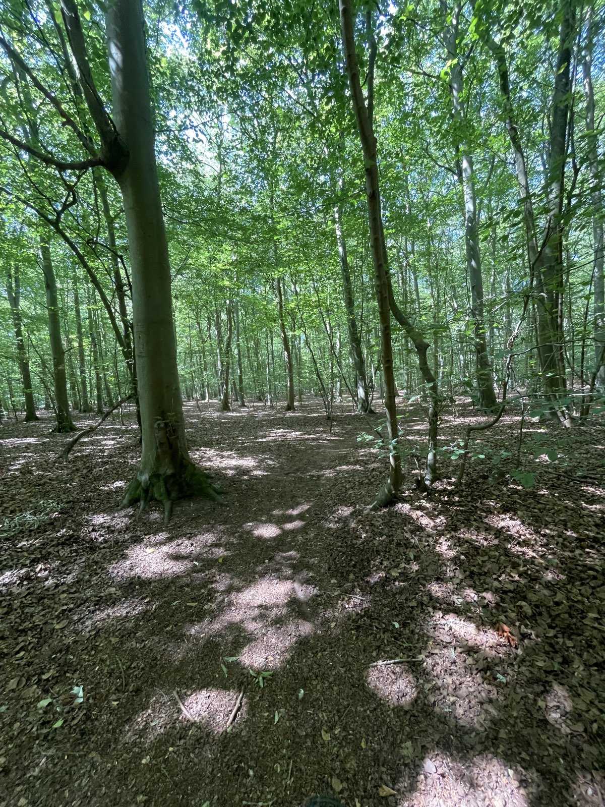 Harling Woods Single Track trail photo 1