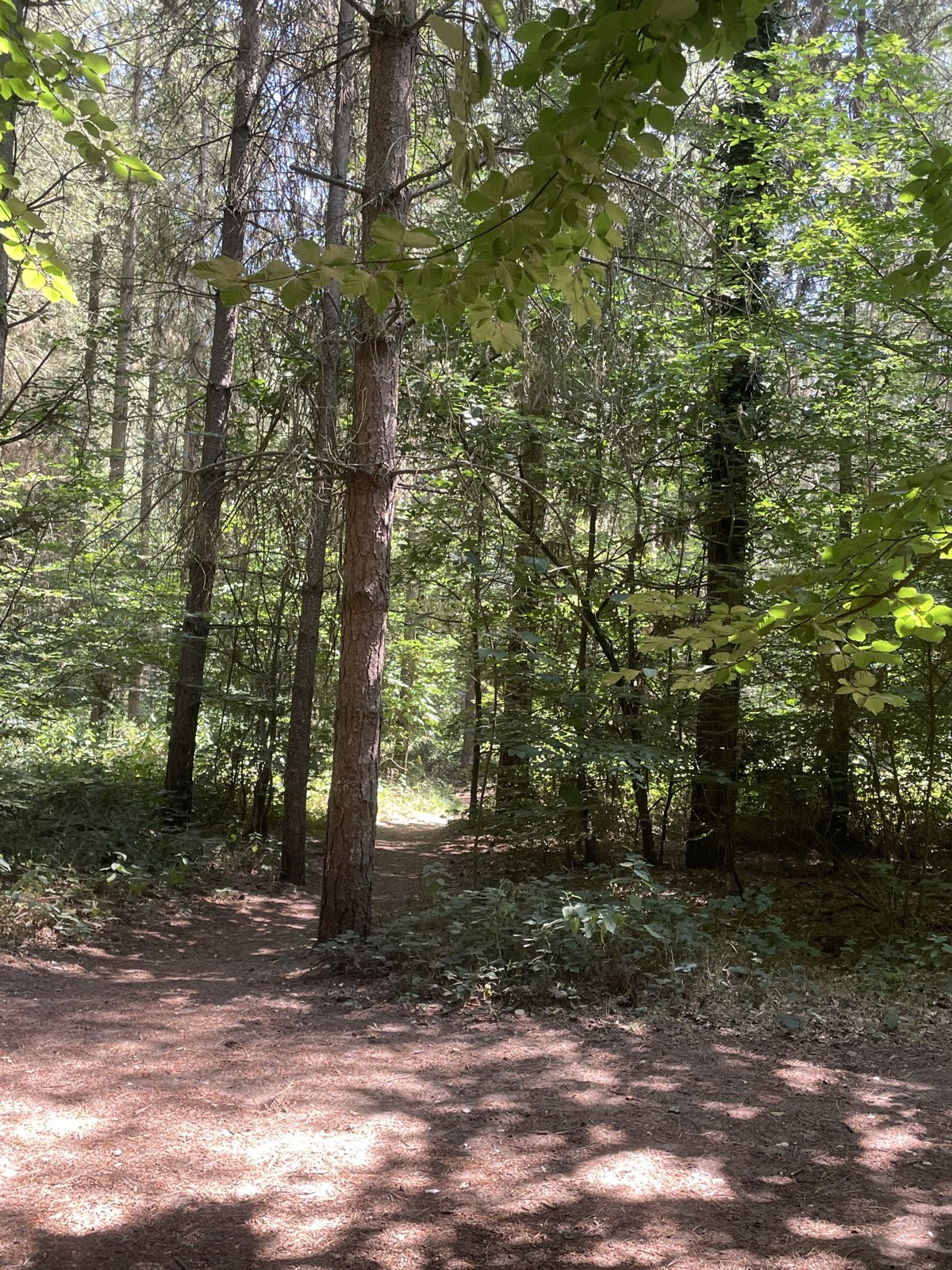 Harling Woods Single Track trail photo 2