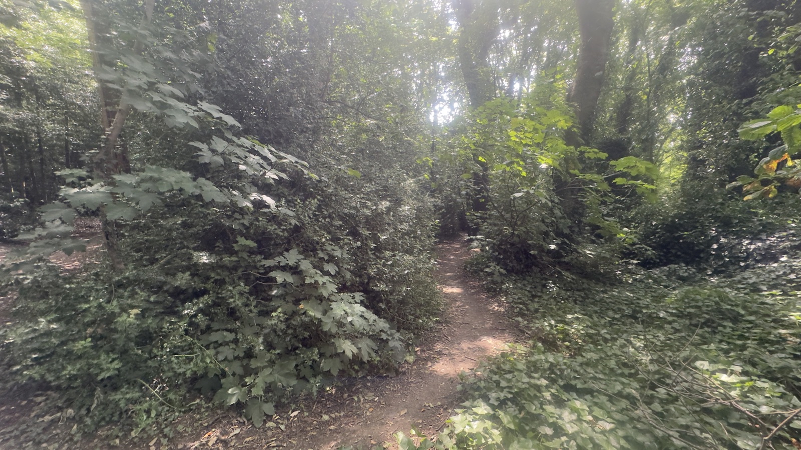 Tecky Descent trail photo 2