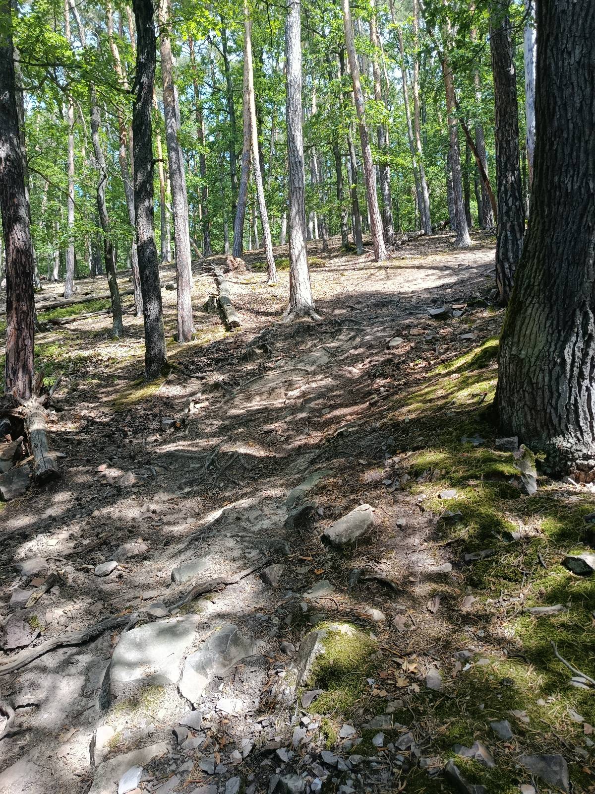Hvíždinec DH trail photo 5