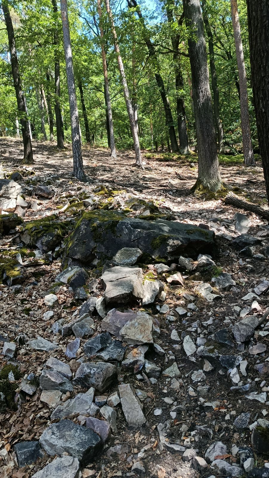 Hvíždinec DH trail photo 2