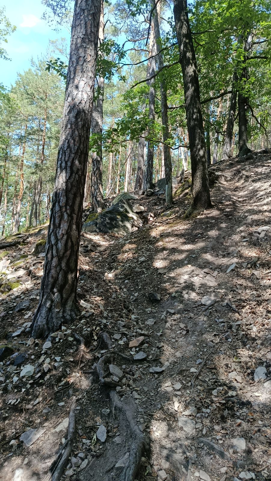 Hvíždinec DH trail photo 4
