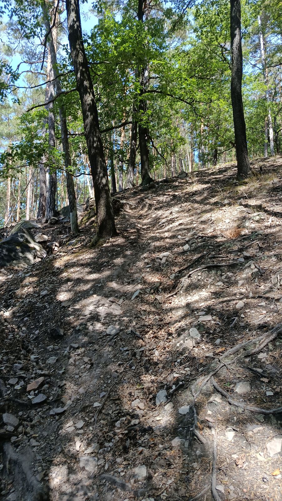 Hvíždinec DH trail photo 3
