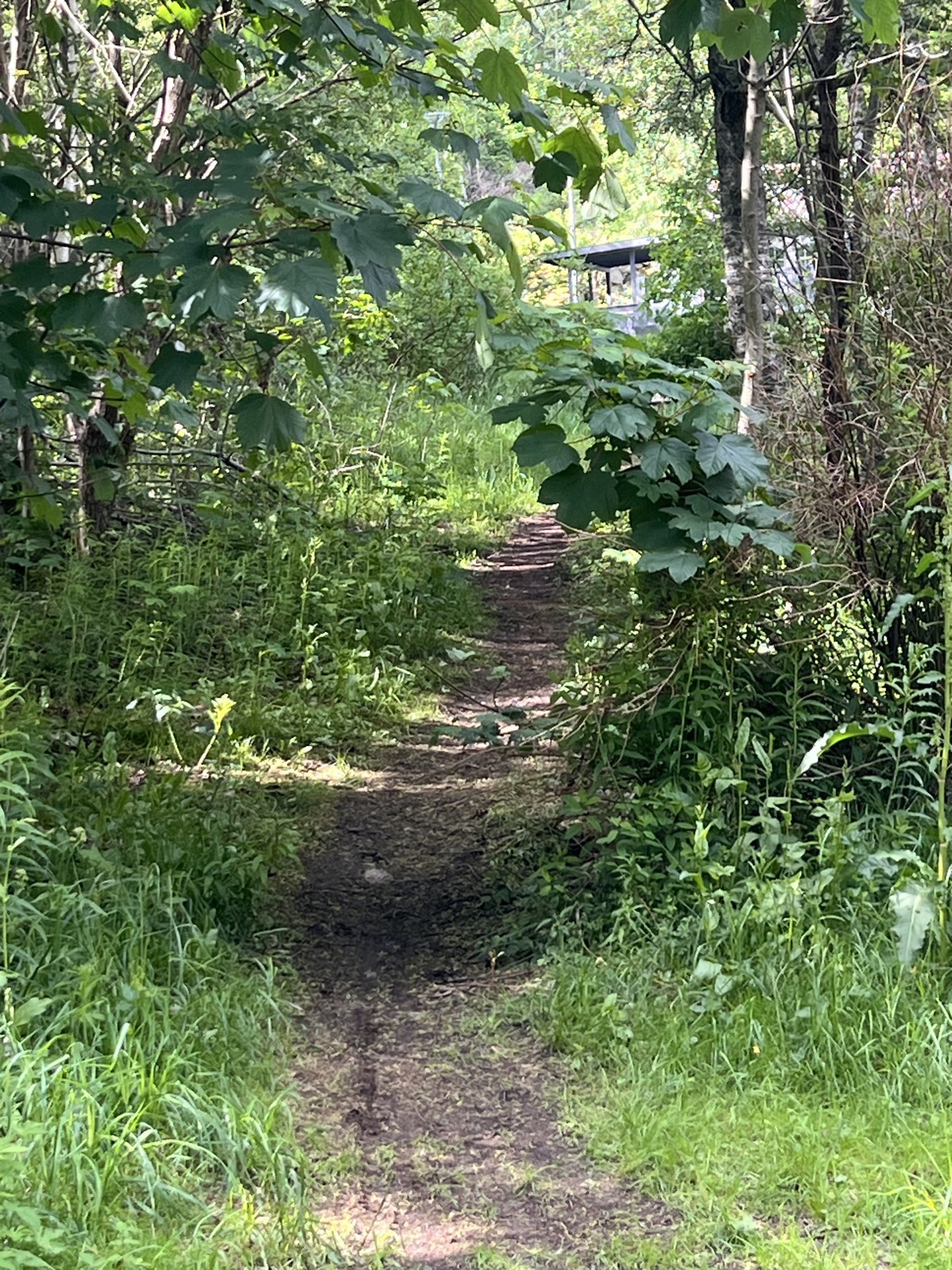 Little track trail photo 3