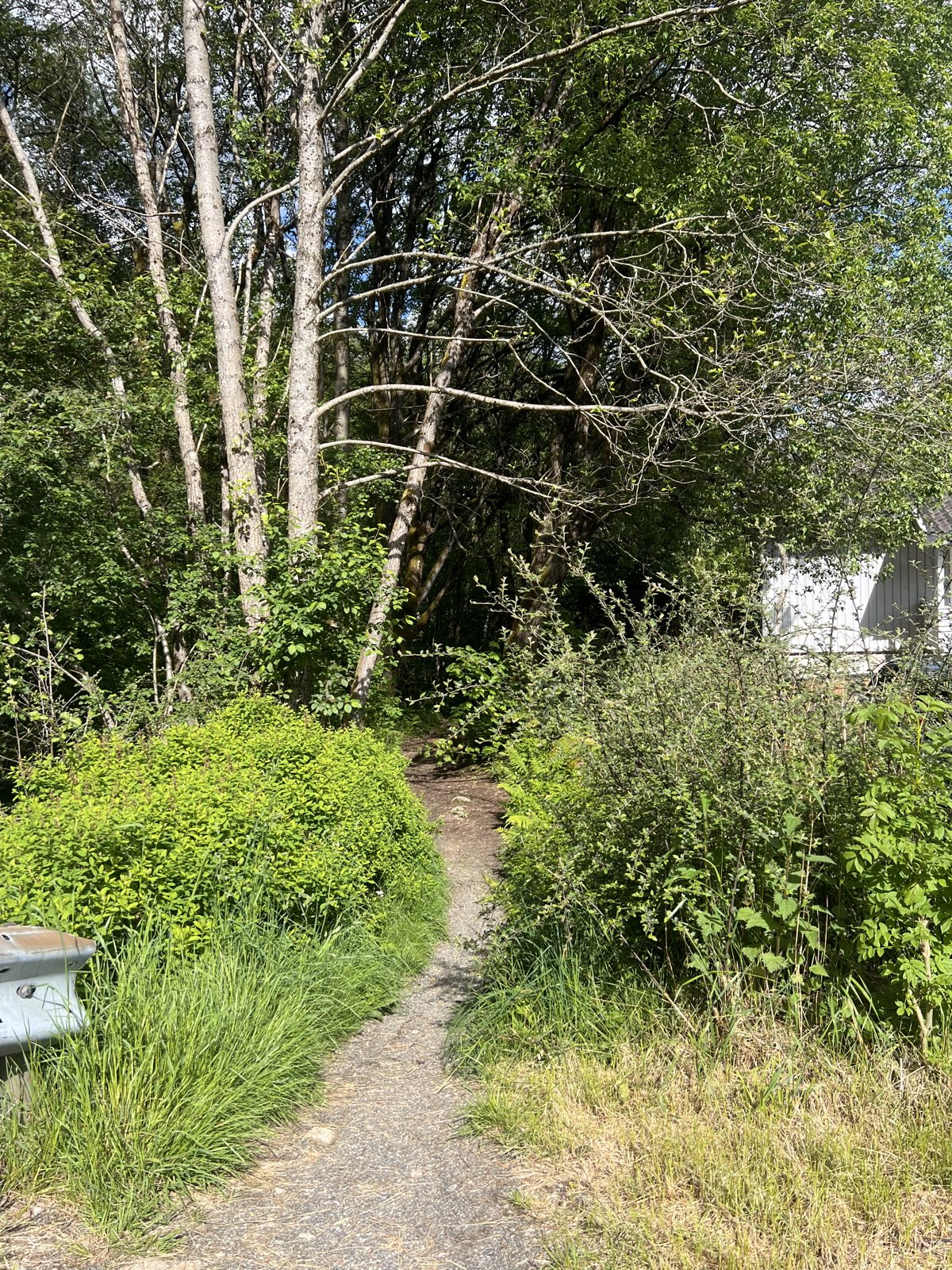Little track trail photo 2