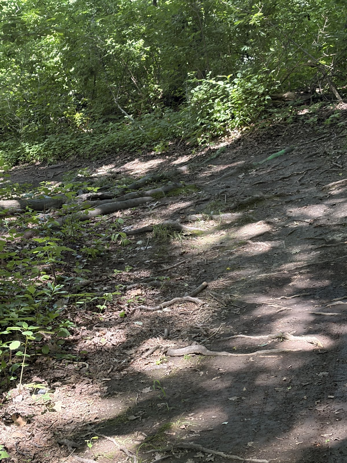 The woods trail photo 5