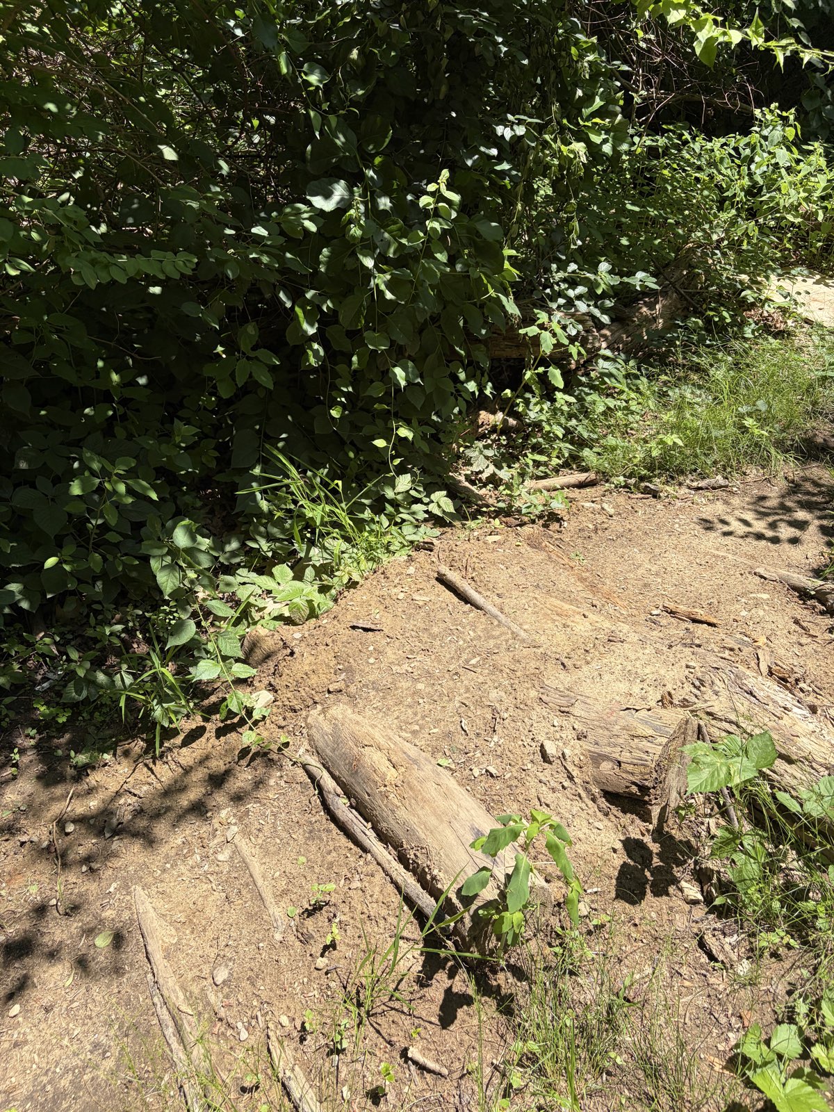 The woods trail photo 3