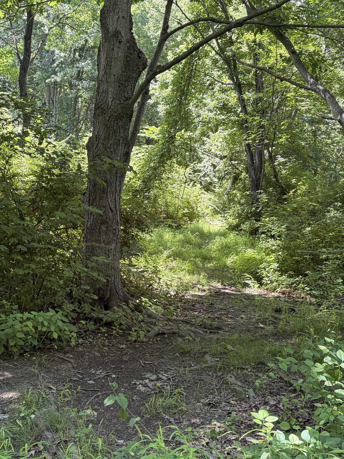 The woods trail photo 4