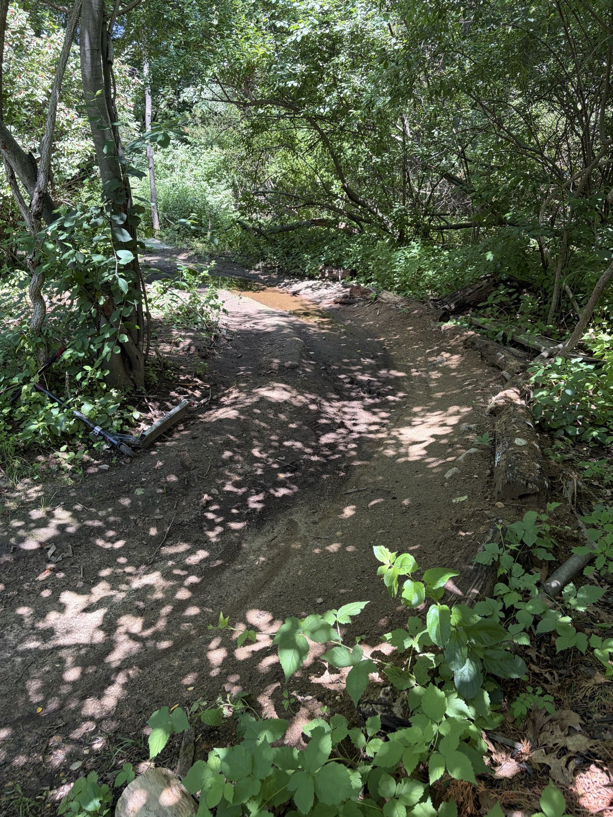 The woods trail photo 1