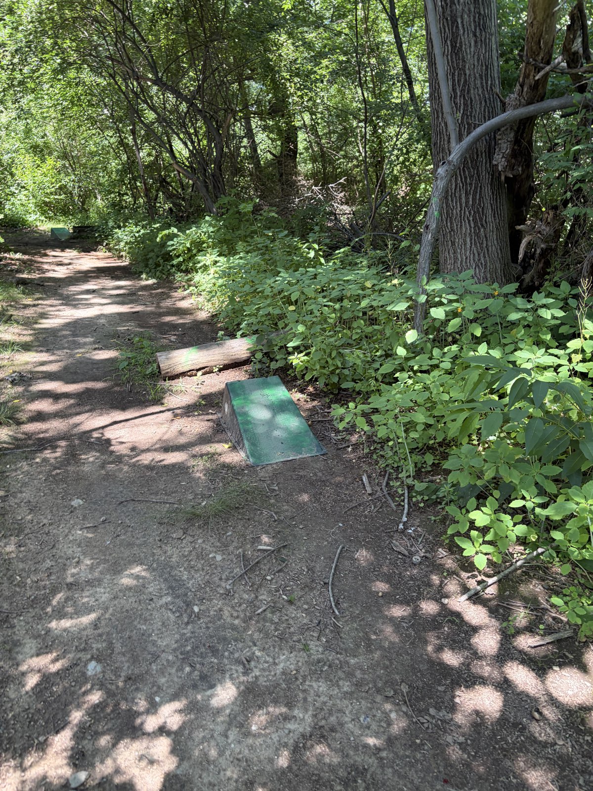 The woods trail photo 2