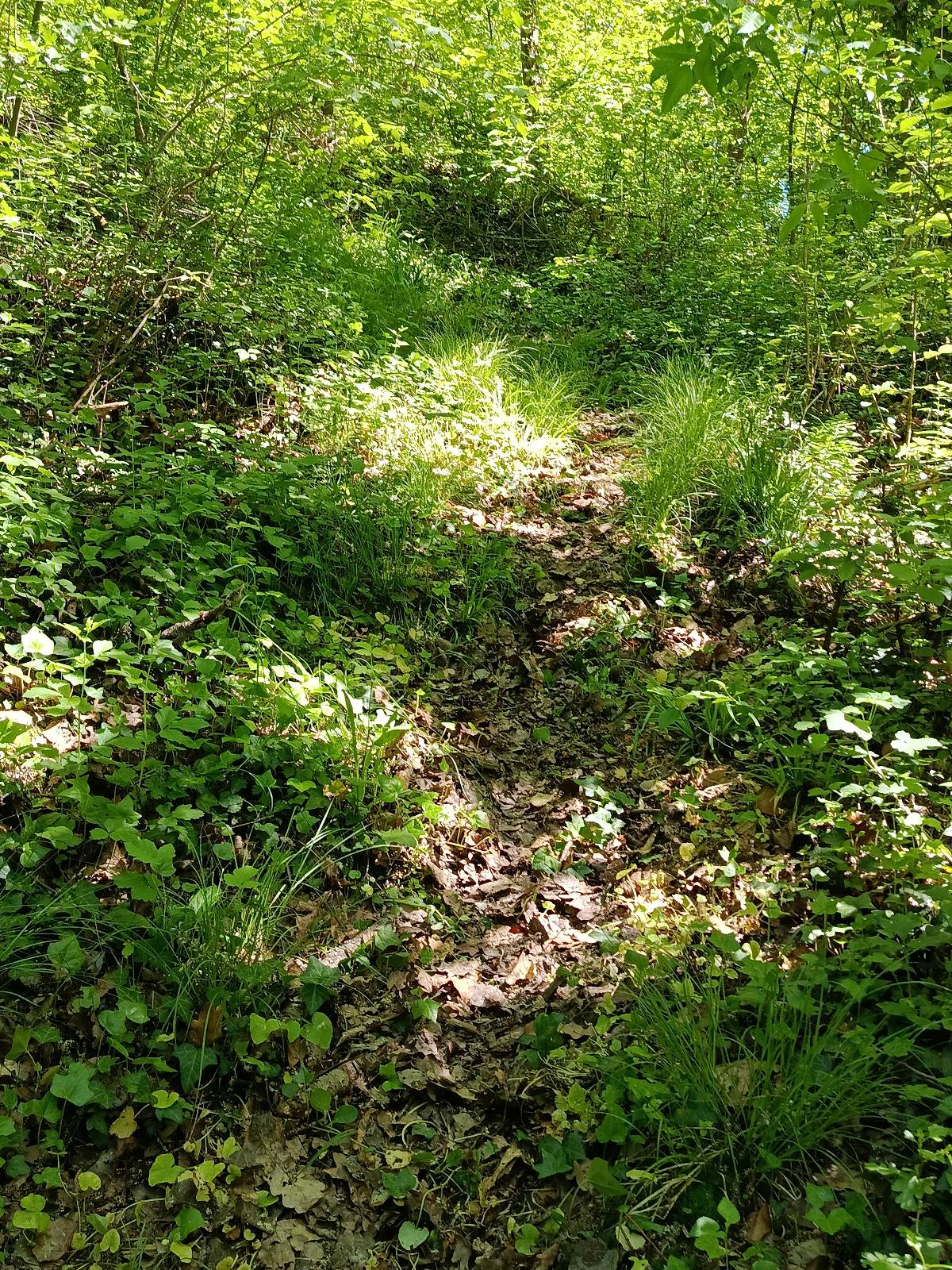 Flowi Fun trail photo 1