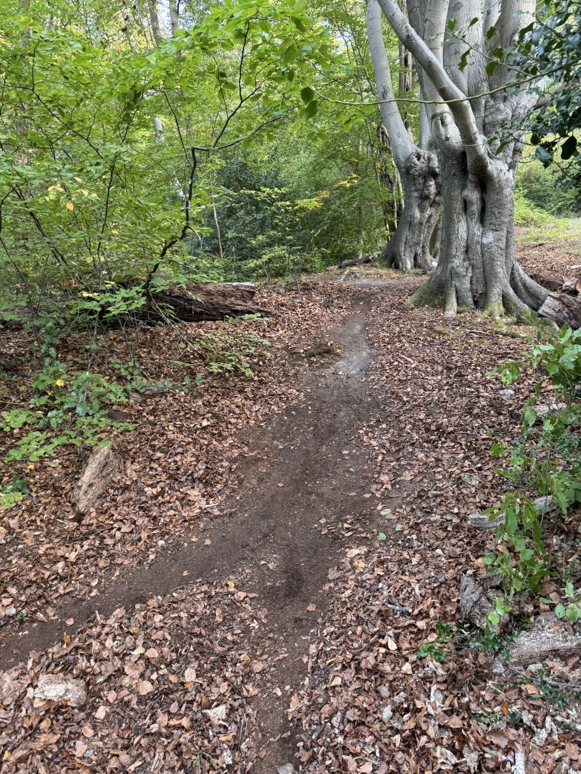 Main path trail photo 2