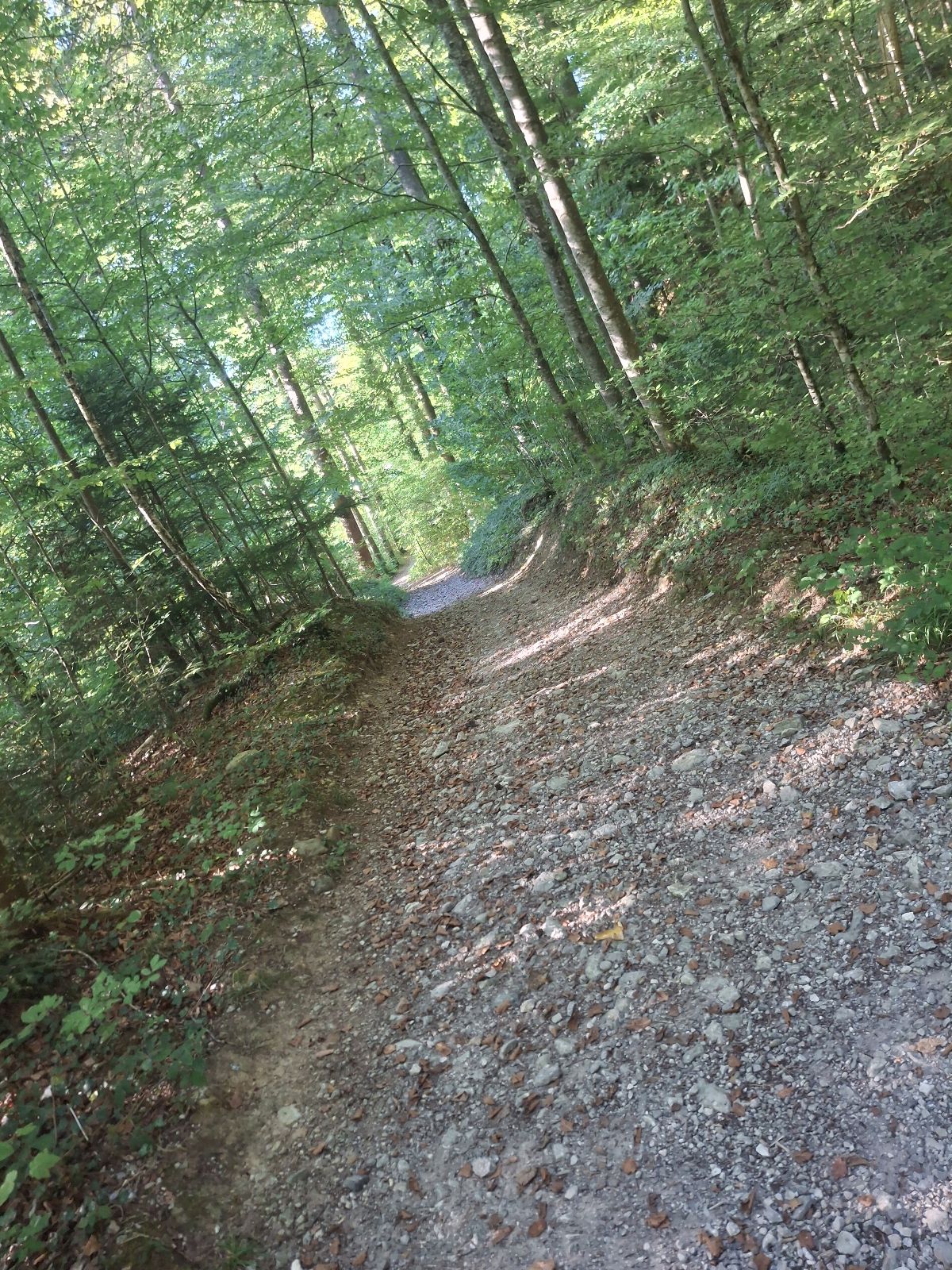 Rocky Roots trail photo 2