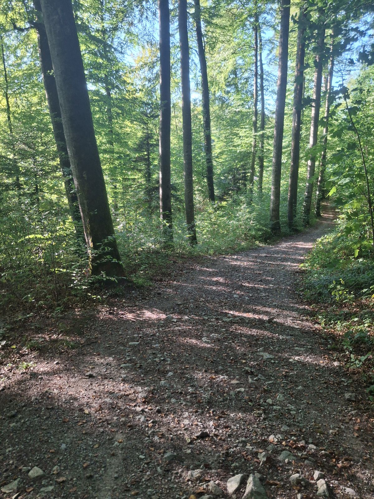 Rocky Roots trail photo 3