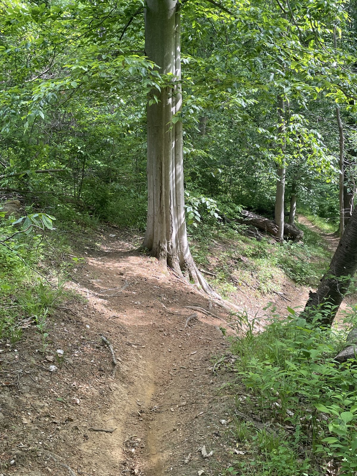 Carlo's Inferno trail photo 2