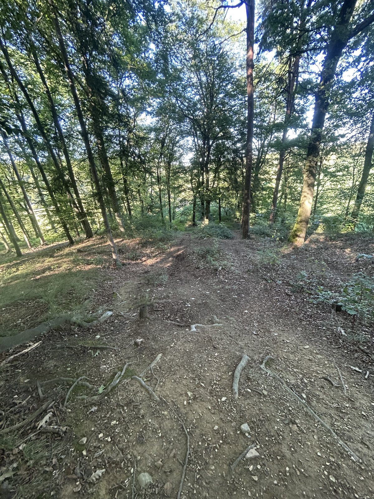 seaggaubergt mtb trail trail photo 5