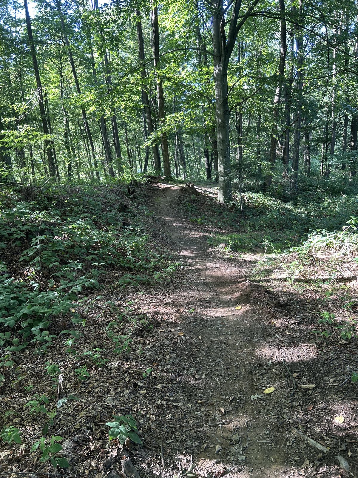 seaggaubergt mtb trail trail photo 4