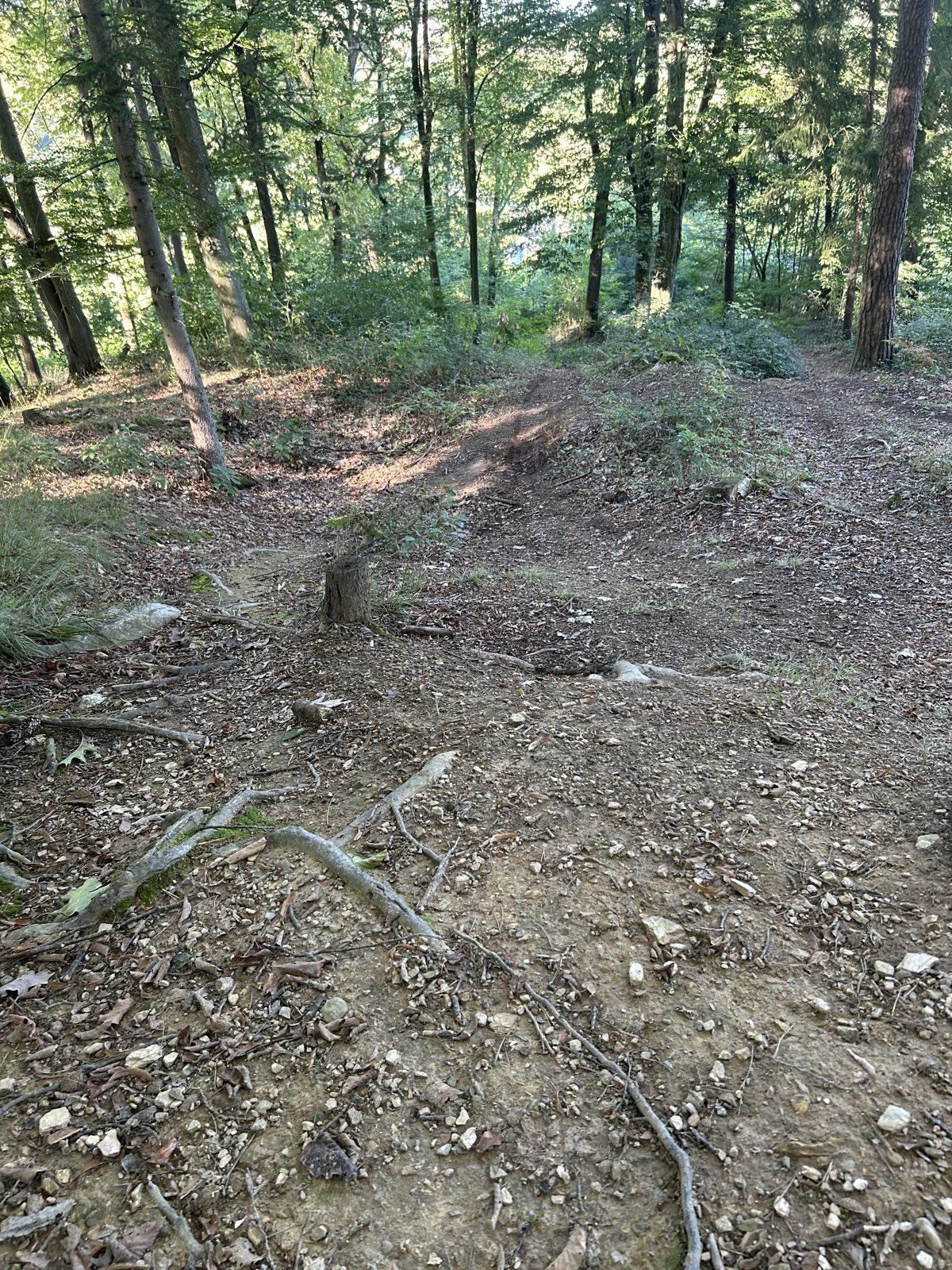 seaggaubergt mtb trail trail photo 3