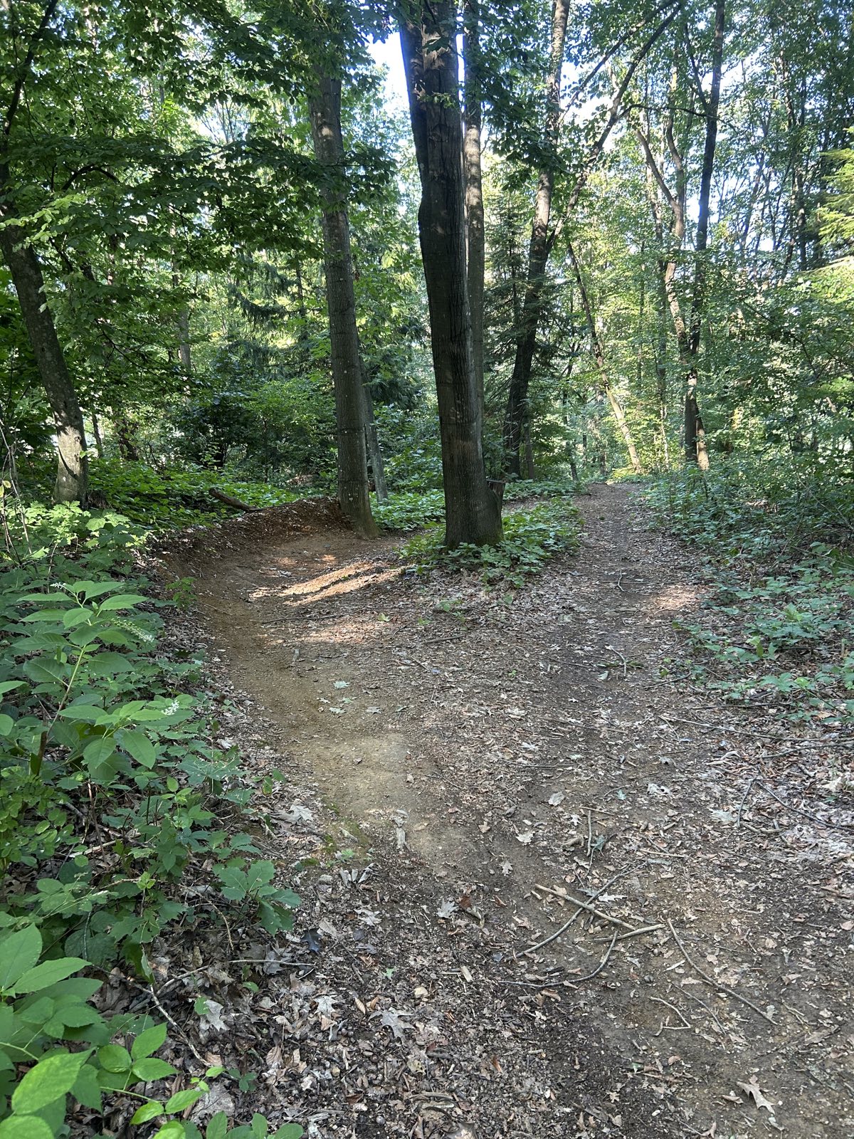 seaggaubergt mtb trail trail photo 2