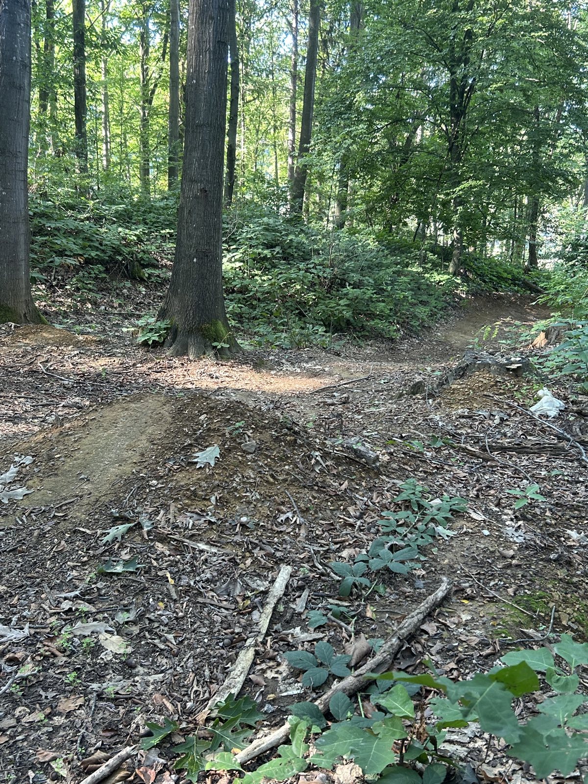 seaggaubergt mtb trail trail photo 1